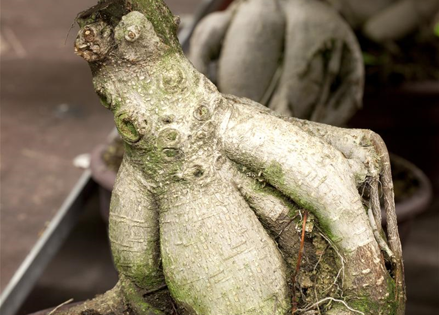 Ficus microcarpa