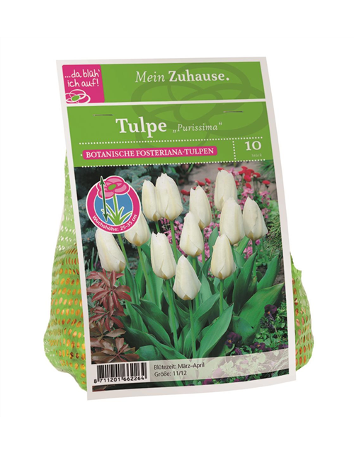 Tulipa Purissima x10 11/12