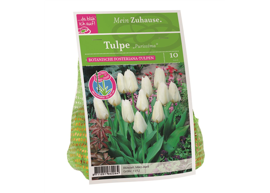 Tulipa Purissima x10 11/12