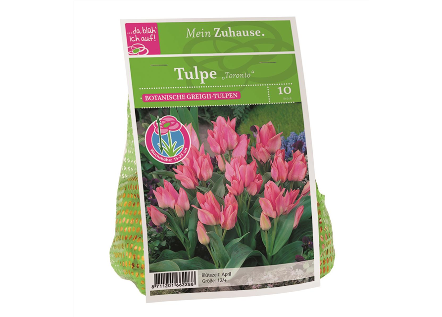 Tulipa Toronto x10 12/+