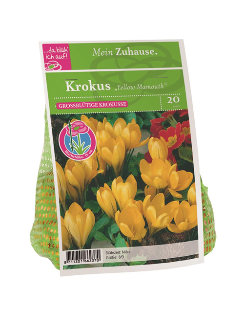 Crocus Yellow Mamouth x20 8/9