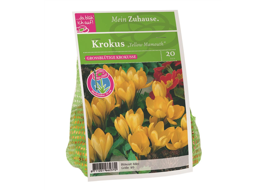 Crocus Yellow Mamouth x20 8/9