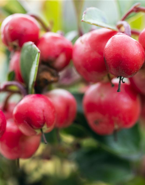 Gaultheria procumbens Kings