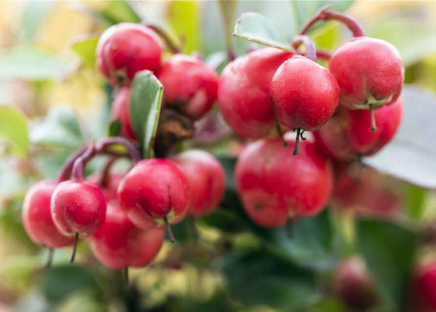 Gaultheria procumbens Kings