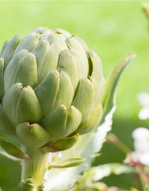 Cynara scolymus