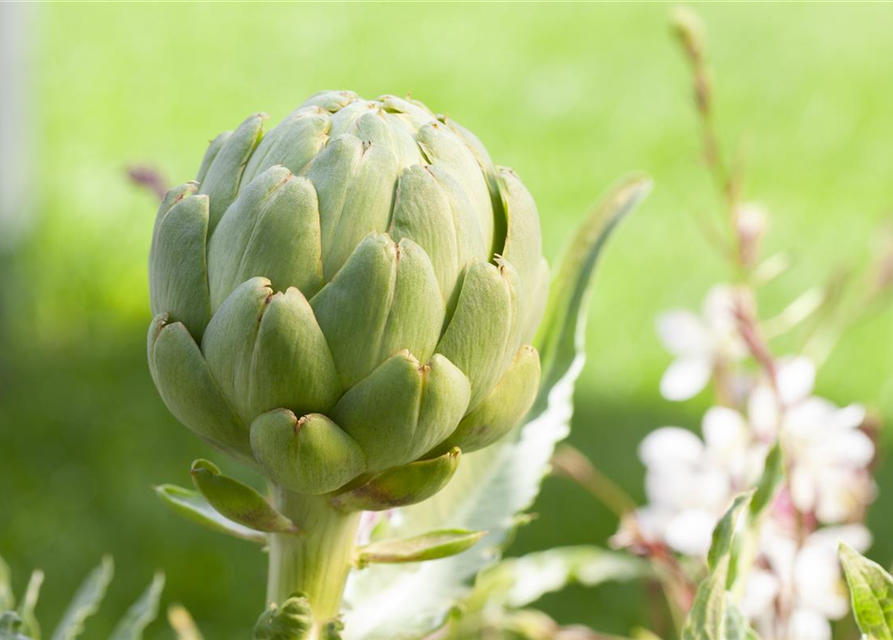 Cynara scolymus