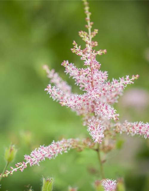 Astilbe chinensis Spotlight