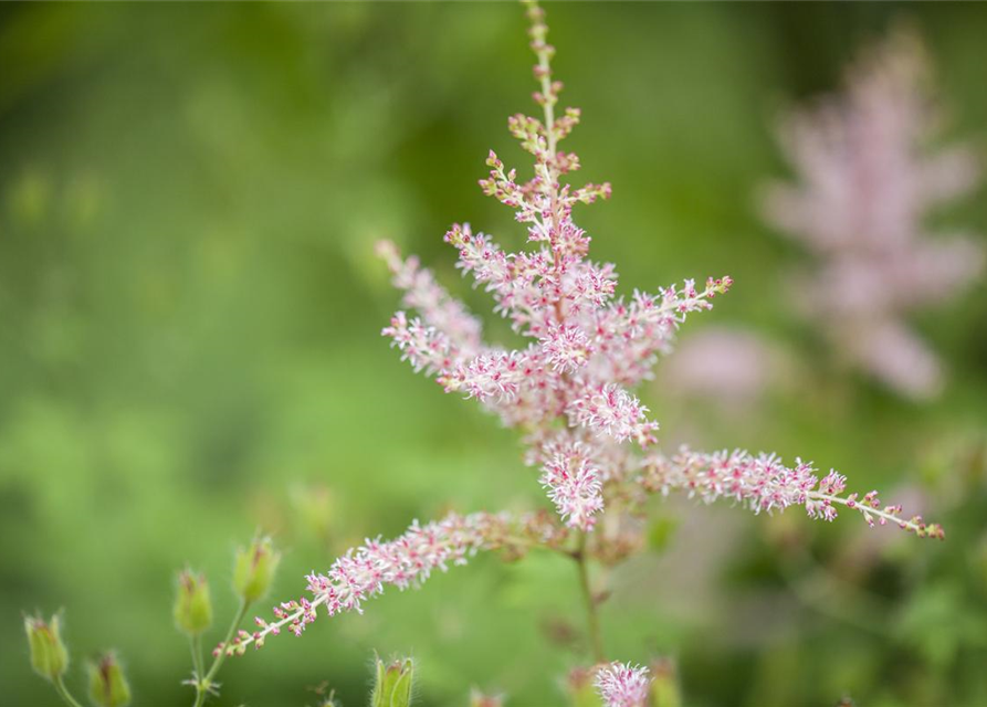 Astilbe chinensis Spotlight