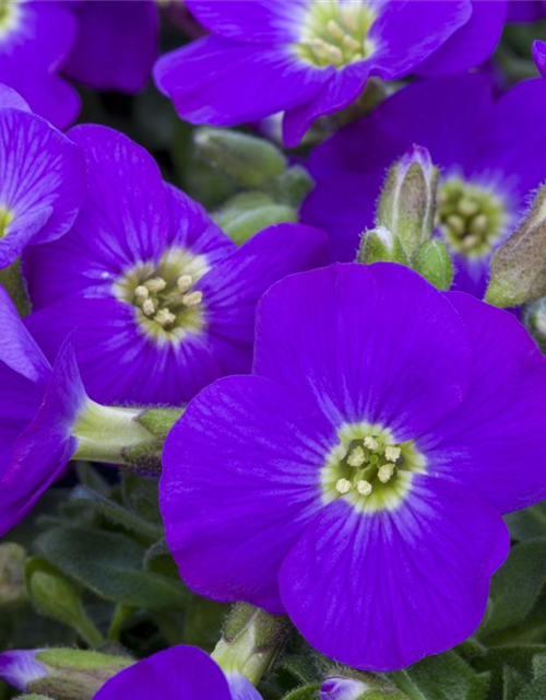 Aubrieta gracilis