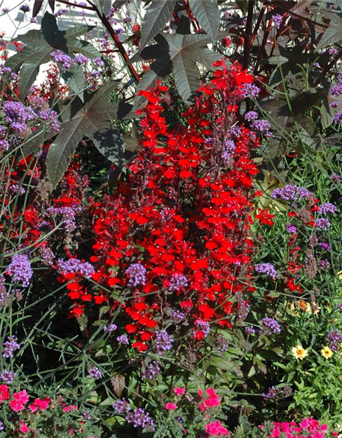 Diascia