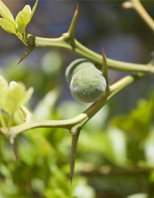 Citrus myrtifolia Chinotto