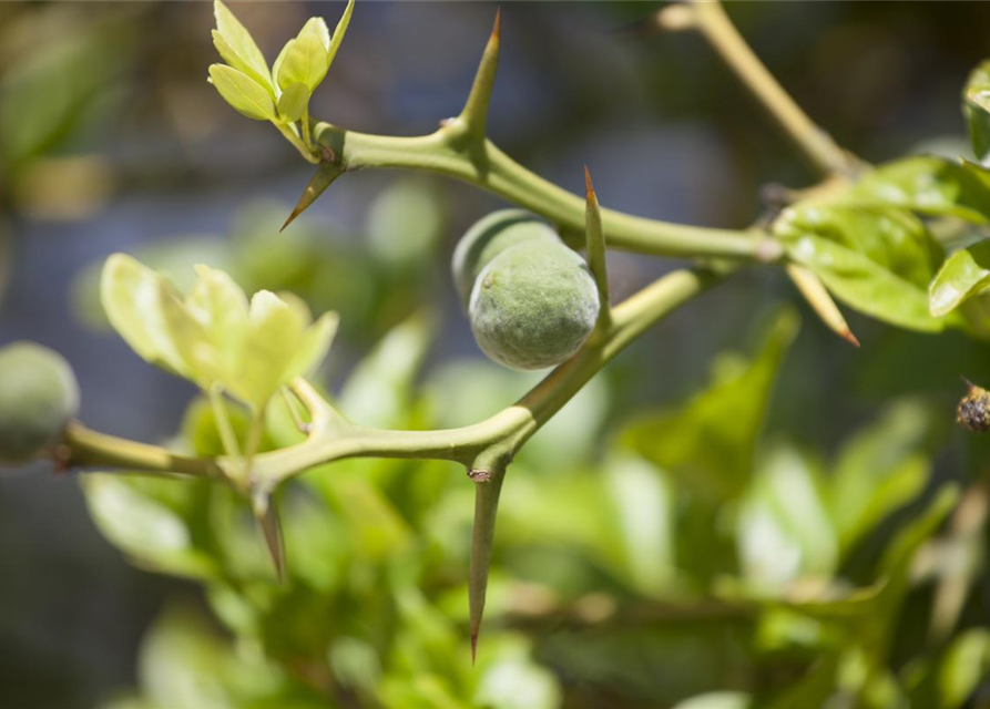 Citrus myrtifolia Chinotto