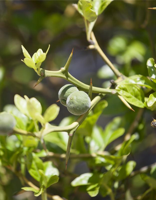 Citrus myrtifolia Chinotto