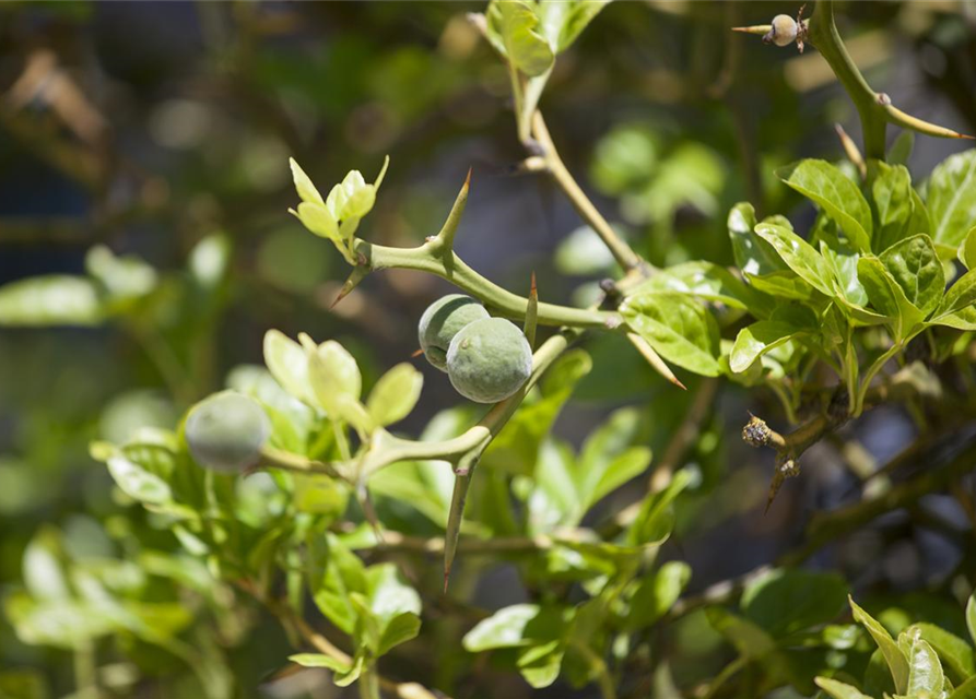 Citrus myrtifolia Chinotto