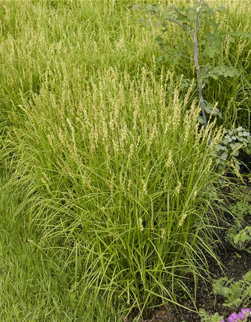 Carex muskingumensis Oehme