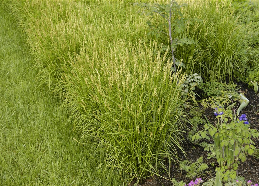 Carex muskingumensis Oehme