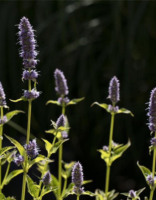 Agastache rugosa Little Adder