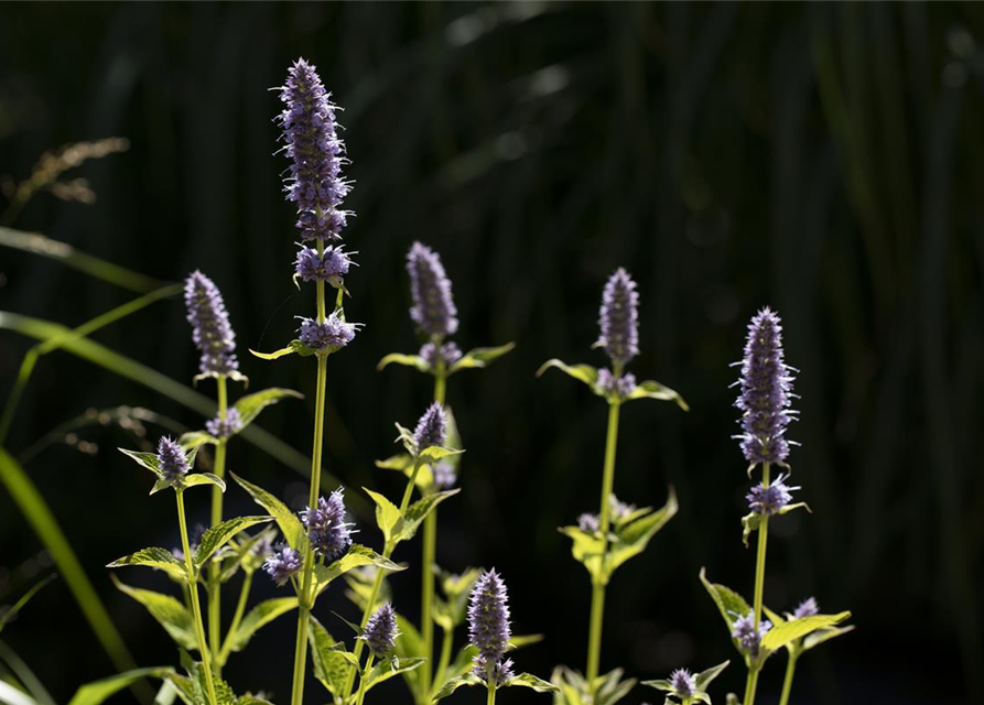 Agastache rugosa Little Adder