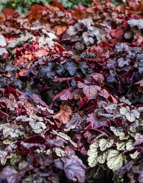 Heuchera hybr. Sugar Frosting