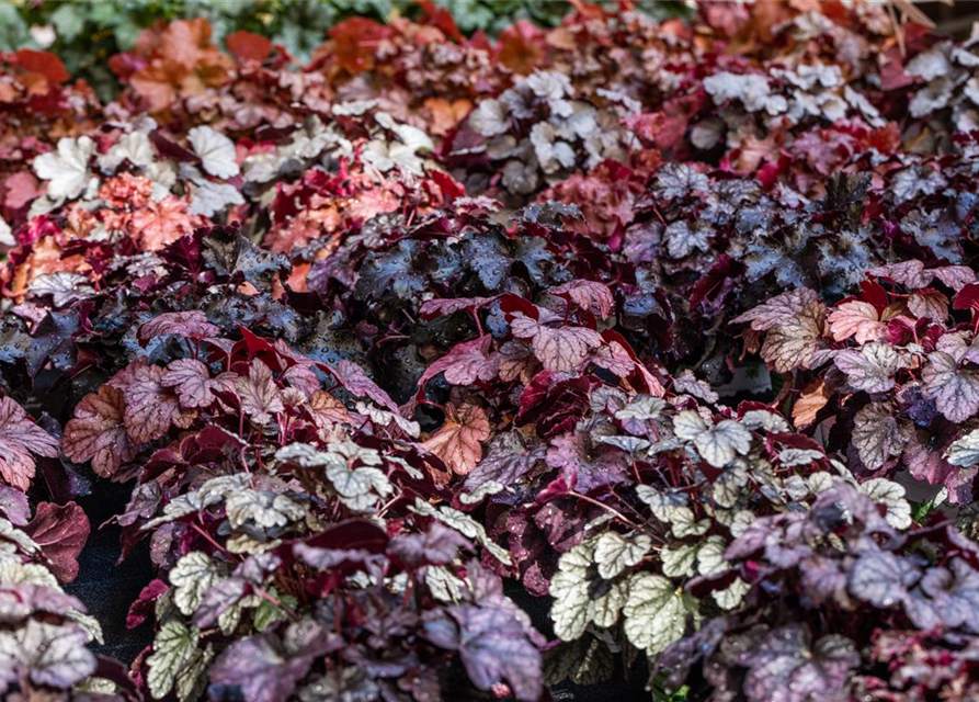 Heuchera hybr. Sugar Frosting