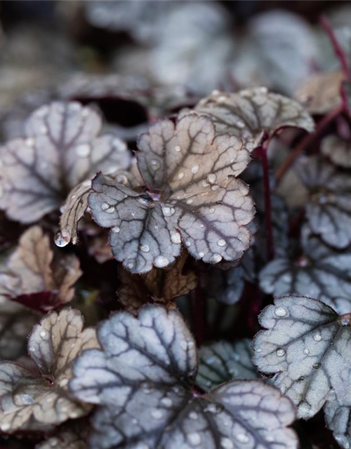 Heuchera hybr. Sugar Frosting