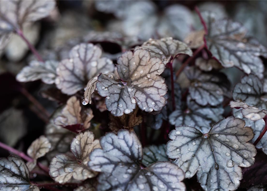 Heuchera hybr. Sugar Frosting