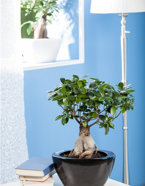 Ficus microcarpa Ginseng