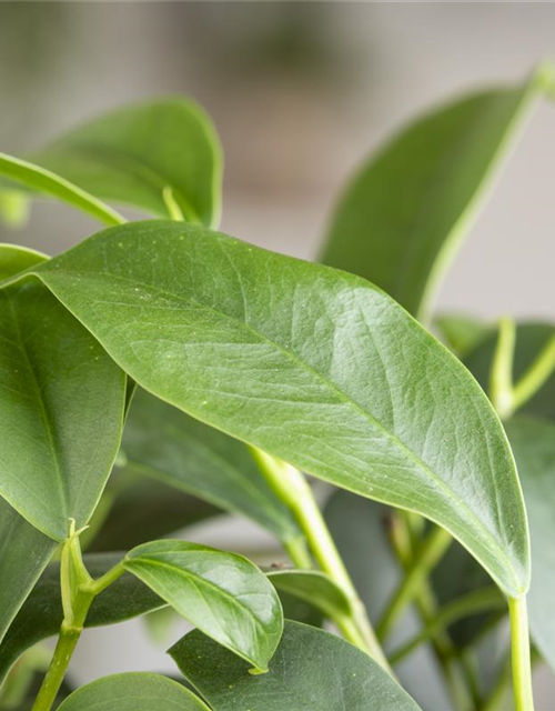 Ficus microcarpa Ginseng