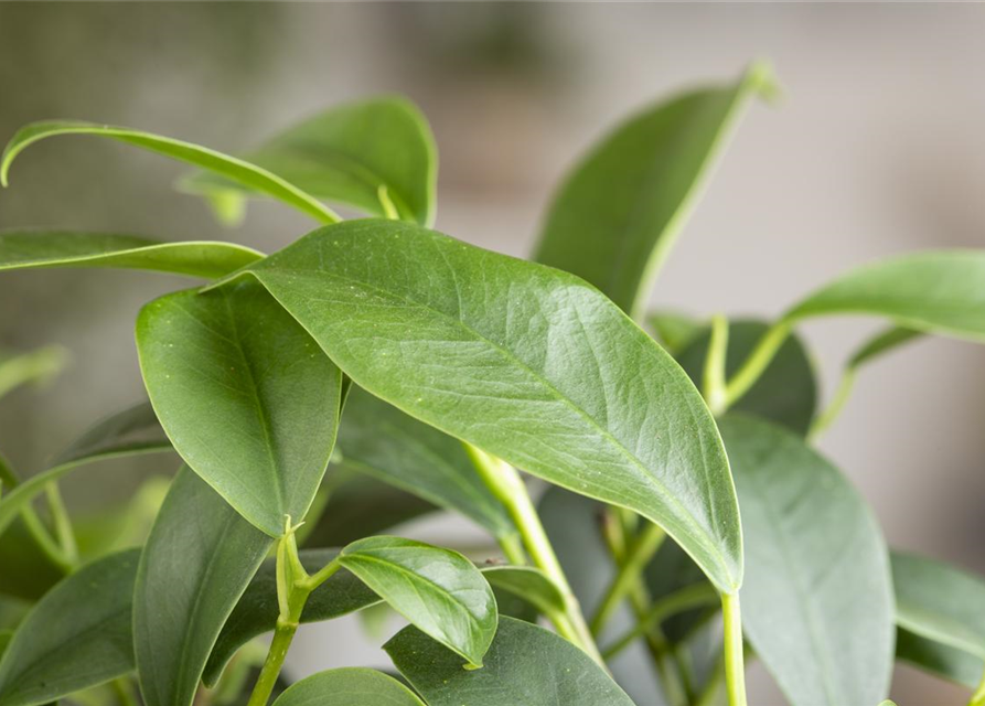 Ficus microcarpa Ginseng