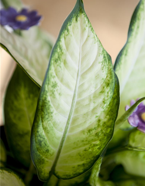 Aglaonema commutatum Diamond bay