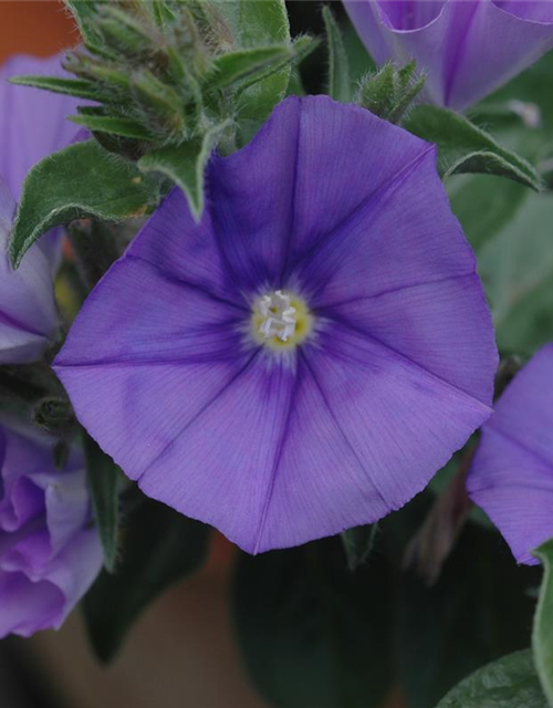 Convolvulus sabatius