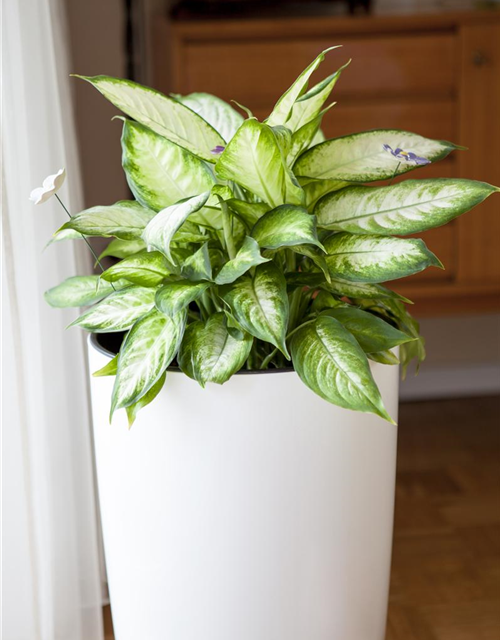 Aglaonema commutatum Silver Moon