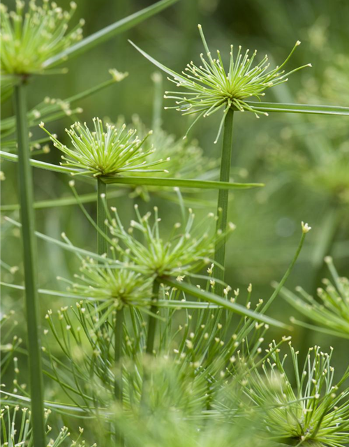 Cyperus alternifolius Zumula