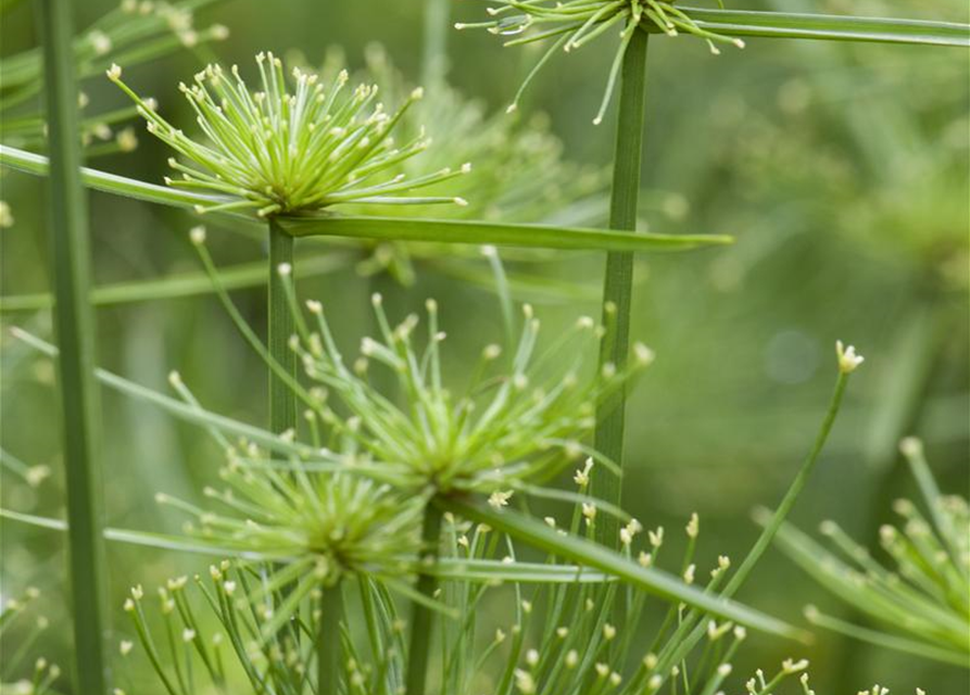 Cyperus alternifolius Zumula