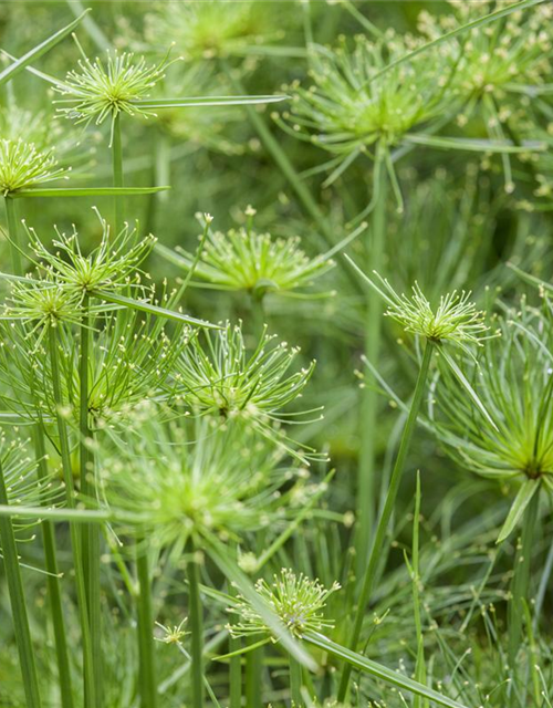 Cyperus alternifolius Zumula