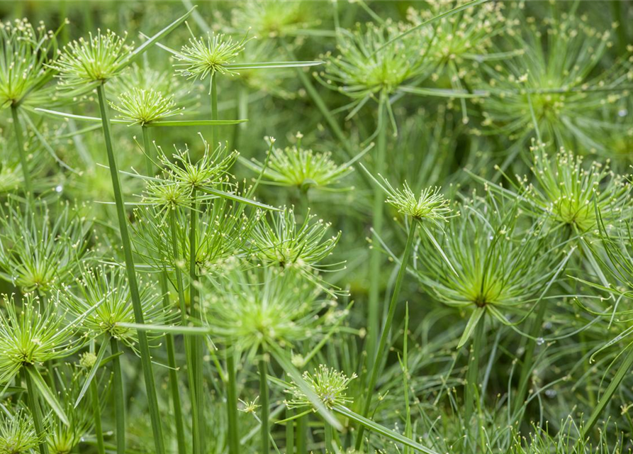 Cyperus alternifolius Zumula