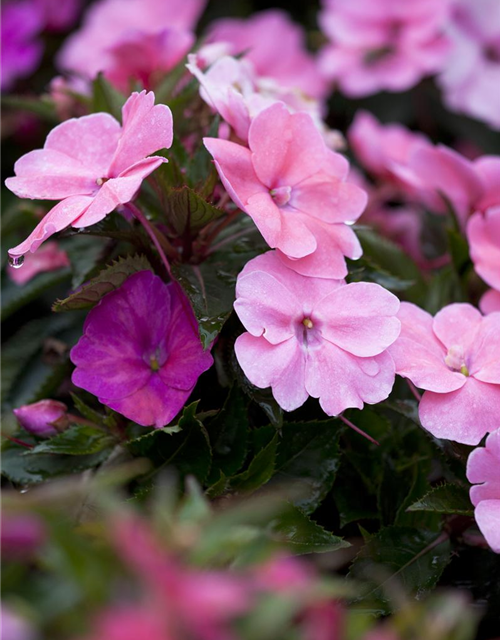 Impatiens