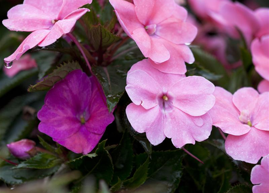 Impatiens