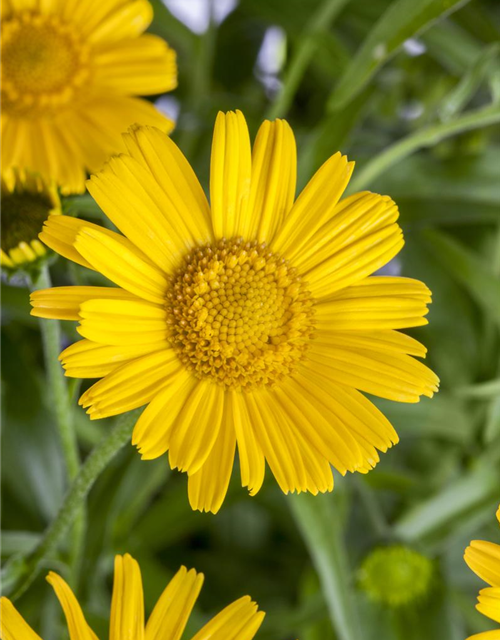 Buphthalmum salicifolium