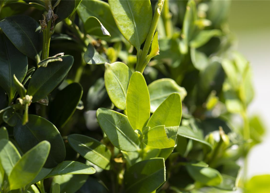 Buchsbaum sempervirens Kugel