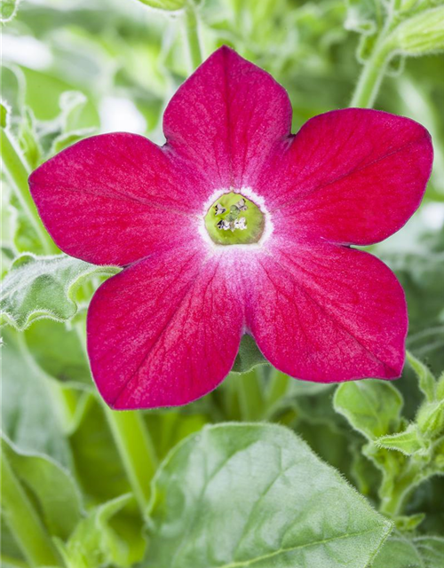 Nicotiana alata