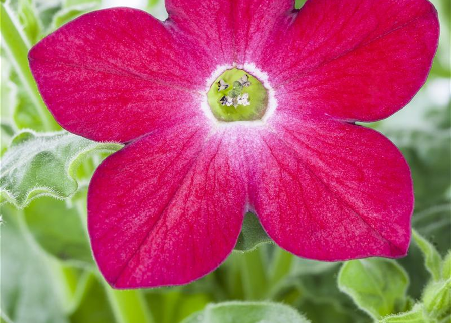 Nicotiana alata