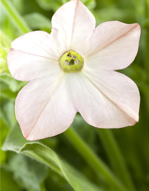 Nicotiana alata