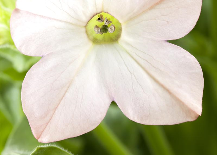 Nicotiana alata