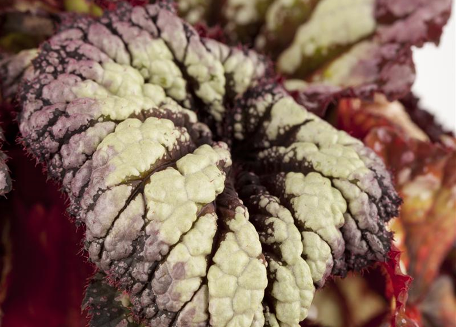 Begonia Rex Magic Colours Mix