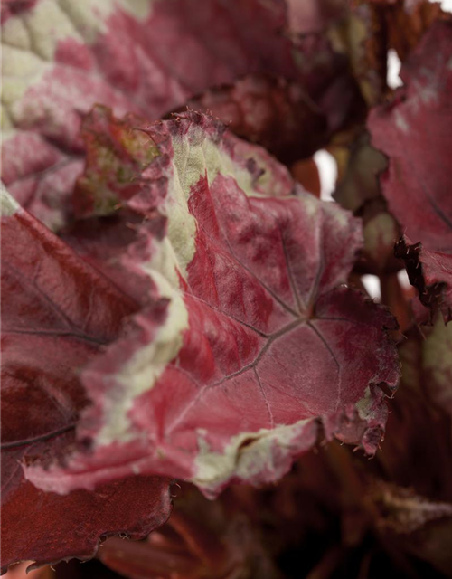 Begonia Rex Magic Colours Mix