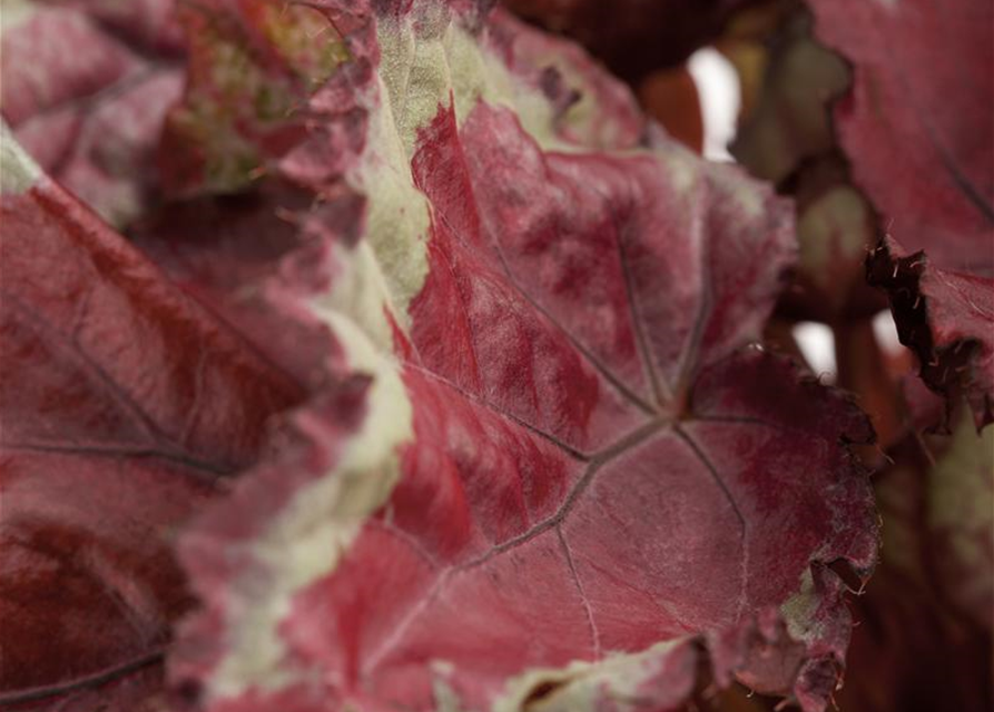 Begonia Rex Magic Colours Mix