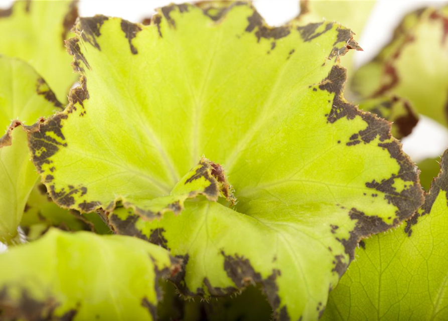 Begonia Rex Magic Colours Mix