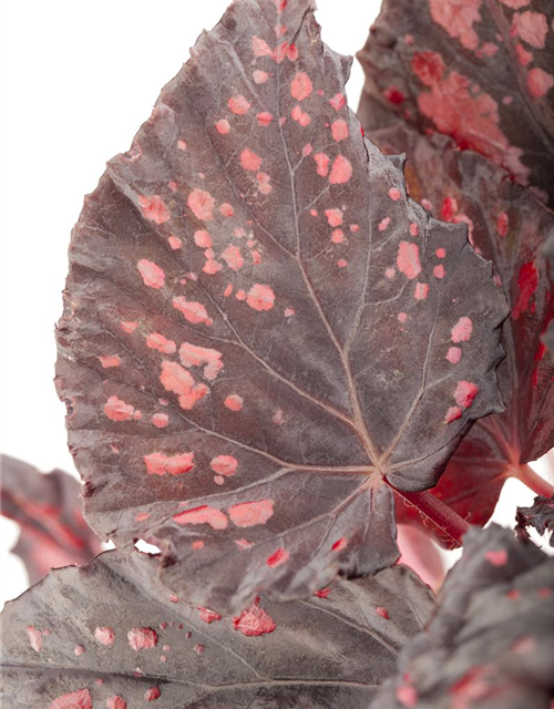 Begonia Rex Magic Colours Mix