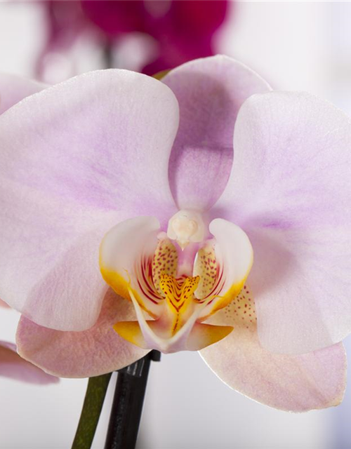 Phalaenopsis Anthura Salinas